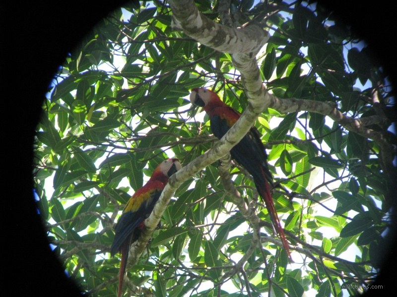 Sirena macaw bird birds